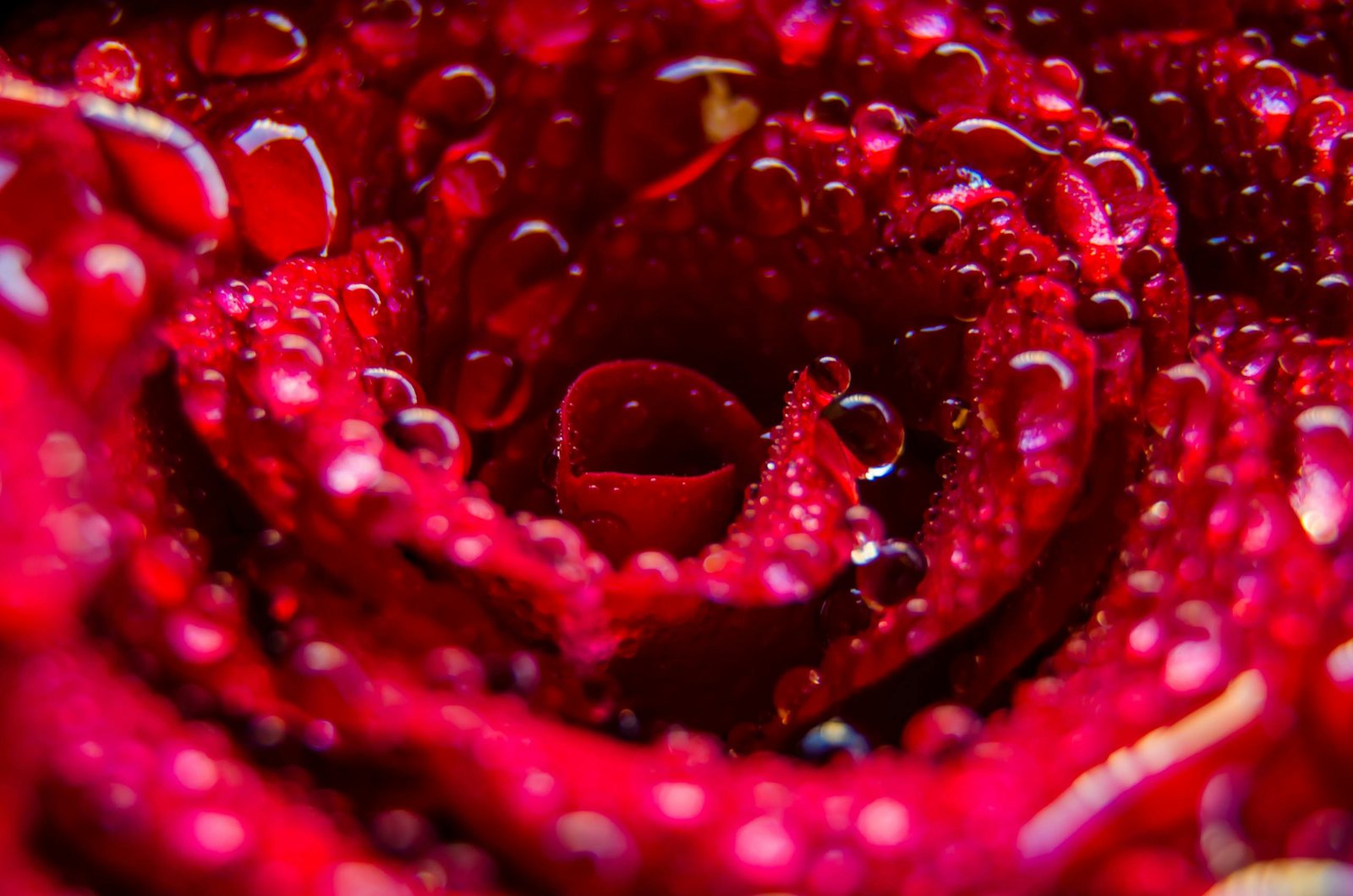 Imagen Sheixy Shop: macro de rosa roja con gotas de agua, colores vibrantes y belleza natural